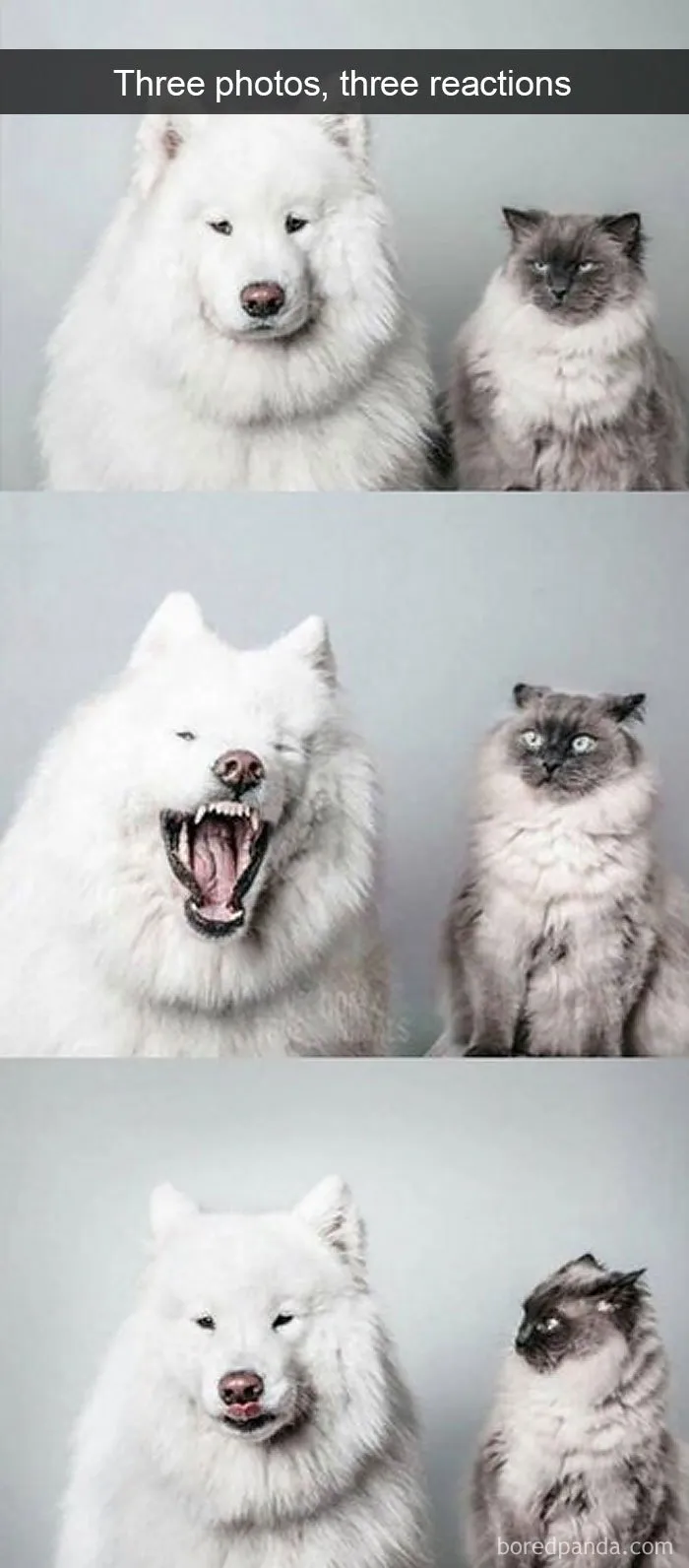 40 Hilarious Cat Snapchats That Will Leave You With The Biggest Smile