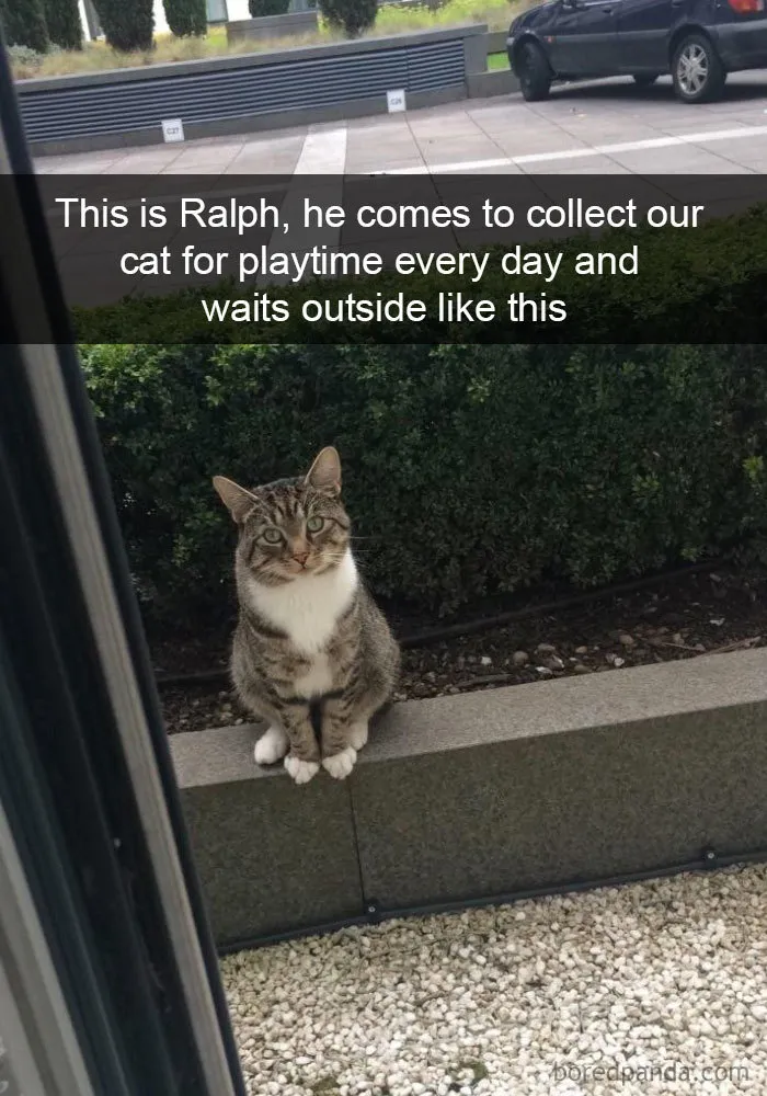 40 Hilarious Cat Snapchats That Will Leave You With The Biggest Smile