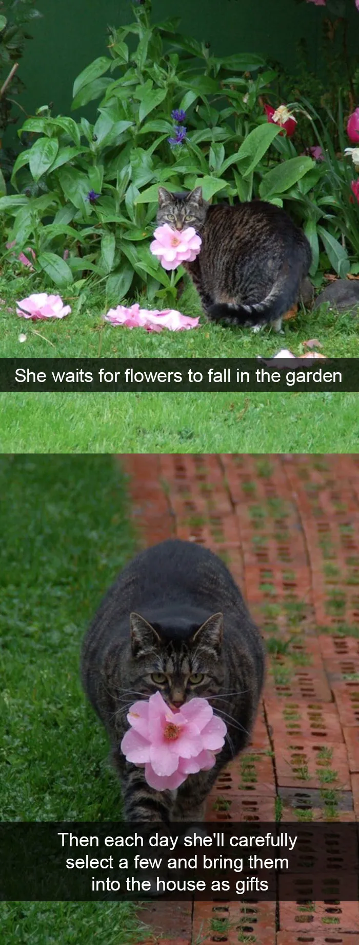40 Hilarious Cat Snapchats That Will Leave You With The Biggest Smile