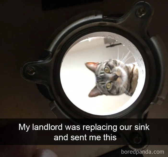 40 Hilarious Cat Snapchats That Will Leave You With The Biggest Smile