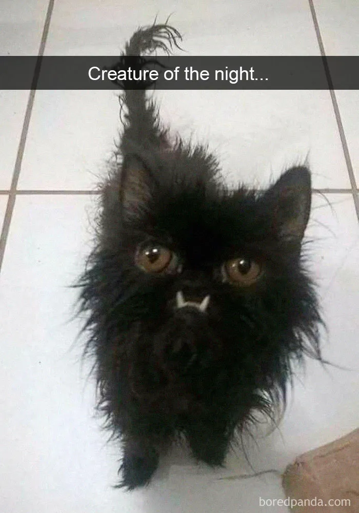 40 Hilarious Cat Snapchats That Will Leave You With The Biggest Smile