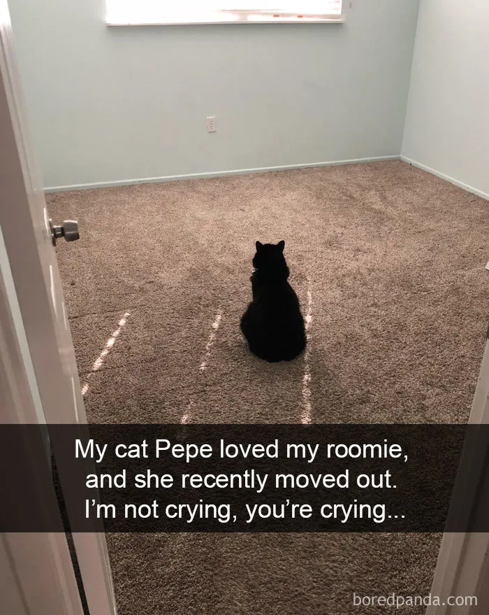 40 Hilarious Cat Snapchats That Will Leave You With The Biggest Smile