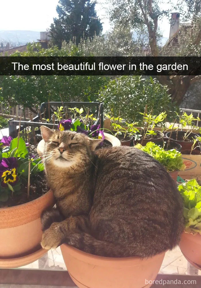 Funny-Pics-Cat-Snapchat