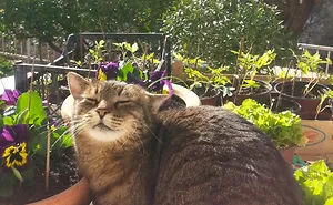 40 Hilarious Cat Snapchats That Will Leave You With The Biggest Smile