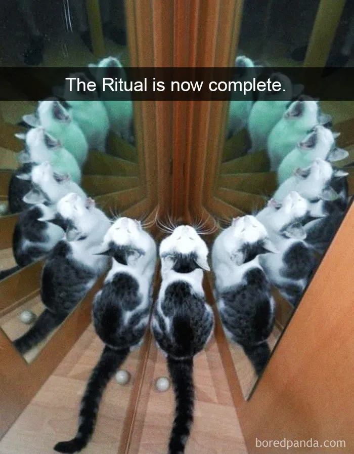 40 Hilarious Cat Snapchats That Will Leave You With The Biggest Smile