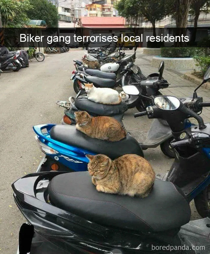40 Hilarious Cat Snapchats That Will Leave You With The Biggest Smile