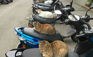 40 Hilarious Cat Snapchats That Will Leave You With The Biggest Smile