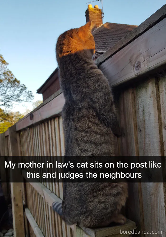 40 Hilarious Cat Snapchats That Will Leave You With The Biggest Smile
