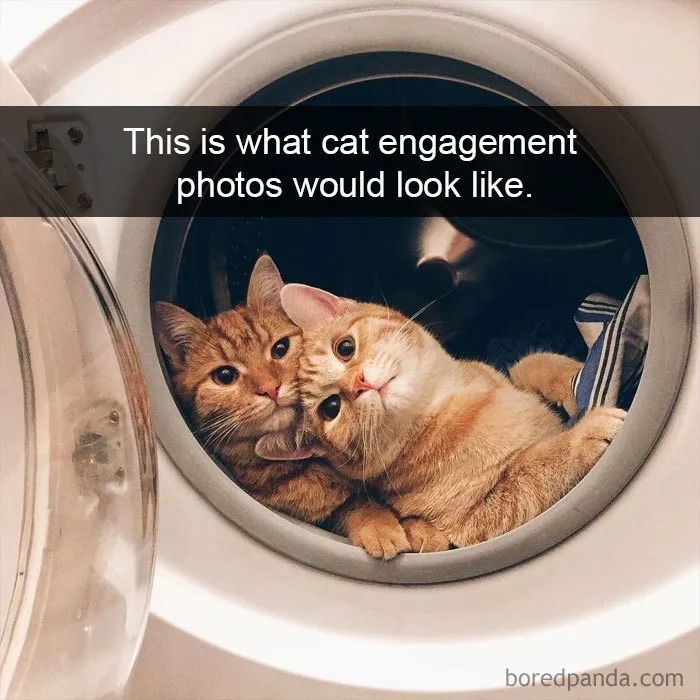 40 Hilarious Cat Snapchats That Will Leave You With The Biggest Smile