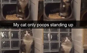 40 Hilarious Cat Snapchats That Will Leave You With The Biggest Smile