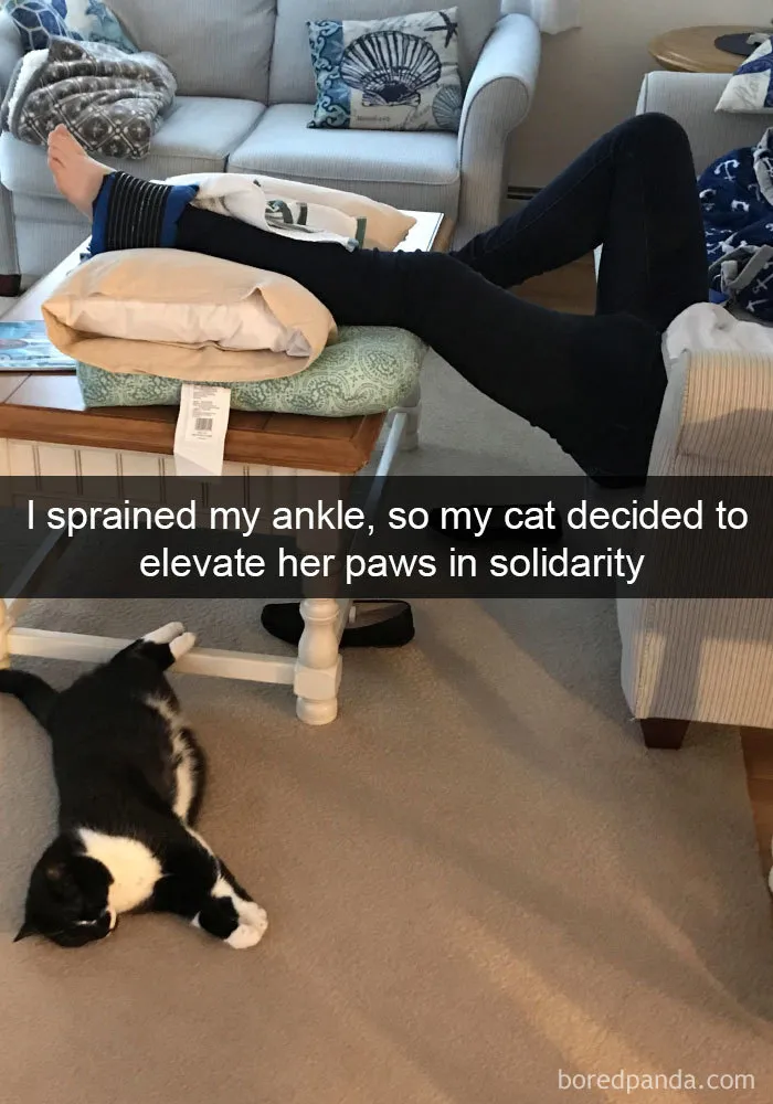 40 Hilarious Cat Snapchats That Will Leave You With The Biggest Smile