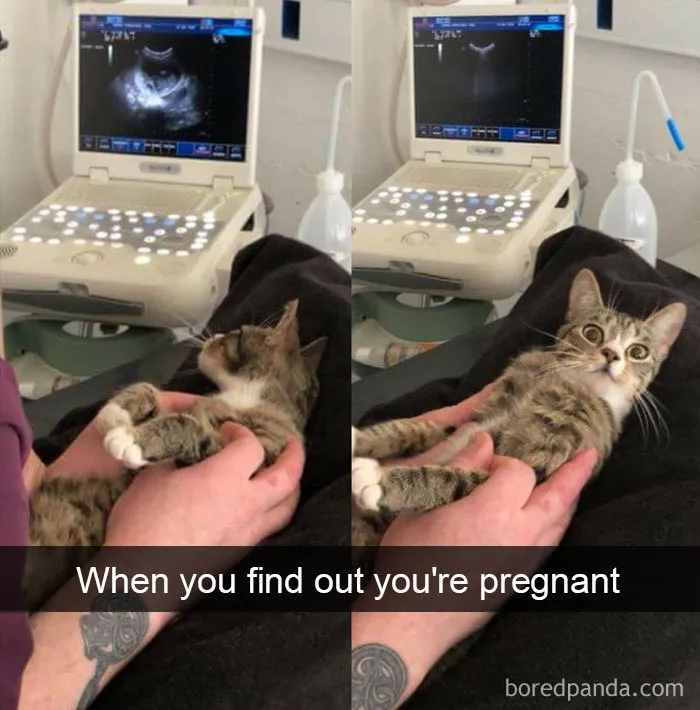 40 Hilarious Cat Snapchats That Will Leave You With The Biggest Smile