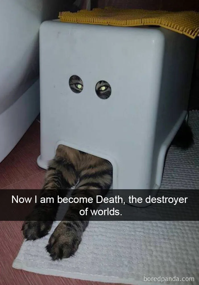 40 Hilarious Cat Snapchats That Will Leave You With The Biggest Smile