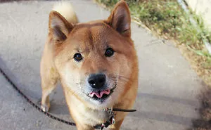 50 Times Shibas Proved They're The Most Much Wow Dogs Ever