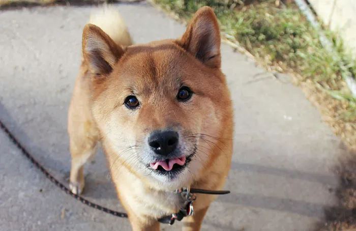 Curly Tongue