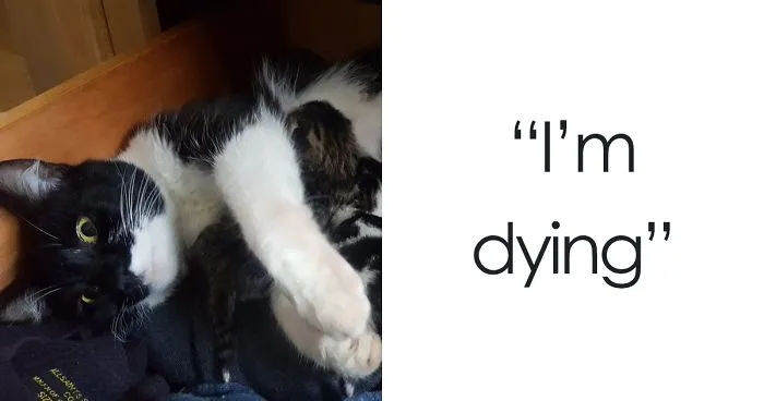 Guy Goes To His Bedroom To Grab A Sweater, Finds A Cat That Just Gave Birth Instead, And The Cat Isn't Even His