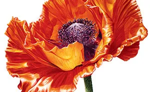 I Painted A Poppy Flower From Birth To Death In Watercolor