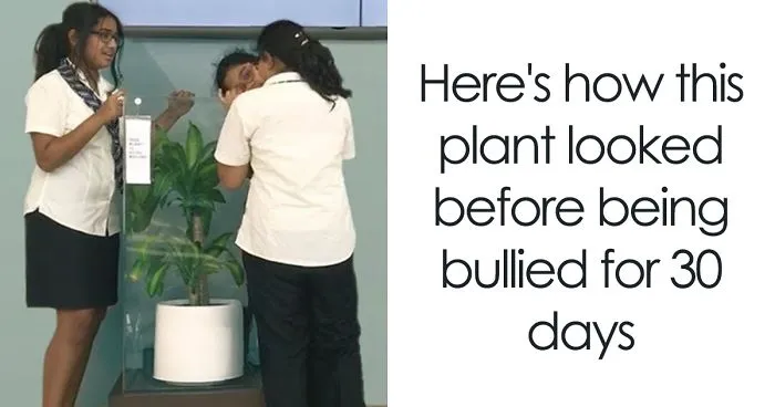 IKEA Asks People To Bully This Plant For 30 Days To See What Happens, And Results Are Eyeopening