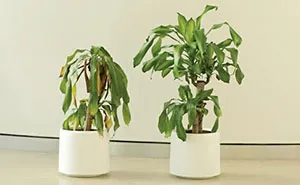 IKEA Asks People To Bully This Plant For 30 Days To See What Happens, And Results Are Eyeopening