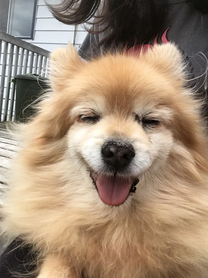 Cutting All My Old Man Pomeranian’s Fur Off