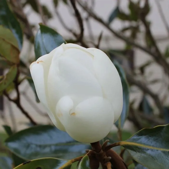 The Life Of One Magnolia In Less Than 40 Hours