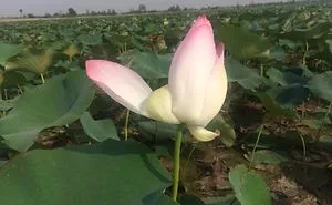 Lotus Tour