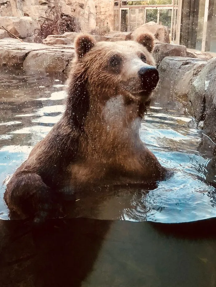 Grizzly Swimming In Its Pool