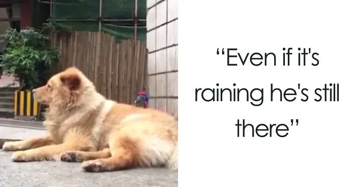 This Dog Spends 12 Hours Every Day Looking Towards The Station, Proves We Do Not Deserve Dogs