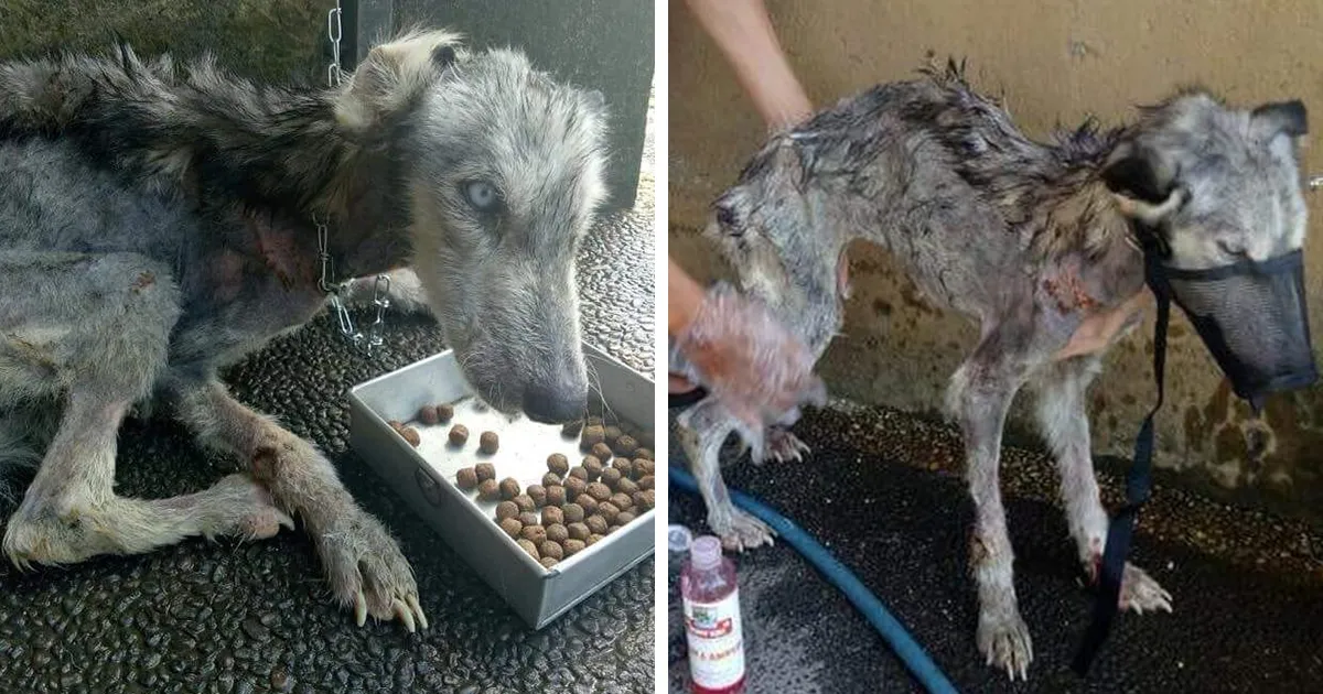 Encontraron a este Husky tan desnutrido que parecía un esqueleto, pero 10 meses después está irreconocible
