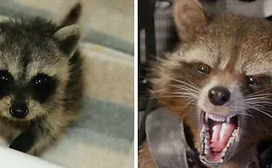 These 19 Photos Show How Avengers Looked As Kids