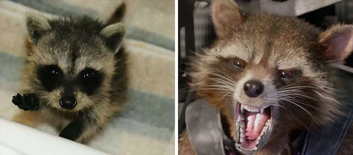 Rocket Racoon