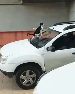 Maldito gato...
