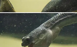 50 Perfectly Timed Pics That Will Make You Look Twice