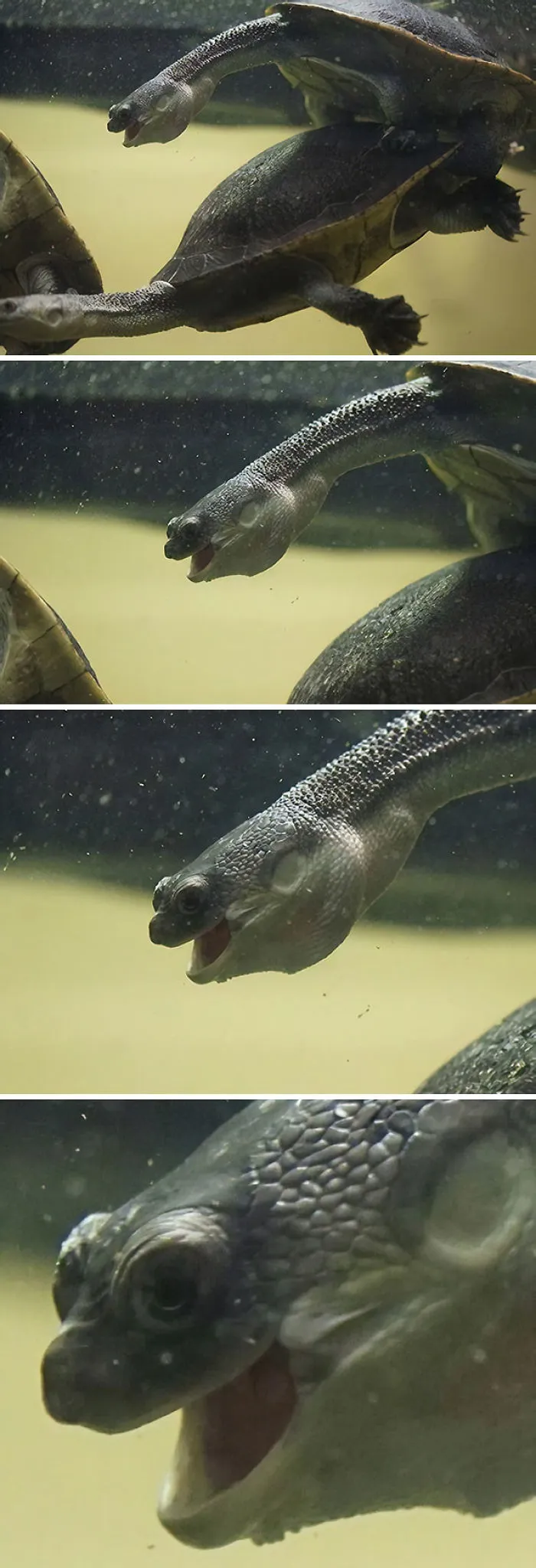 I Think I Captured The Exact Moment This Turtle Lost His Virginity