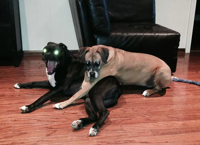 I Tried To Photograph A Sweet Moment Of My Dogs Cuddling, Instead I Captured The Spawn Of Satan