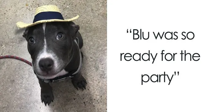 This Adorable 9-Week-Old Puppy Wasn't Allowed To A Puppy Party Because Of Her Breed And People Are Not Happy