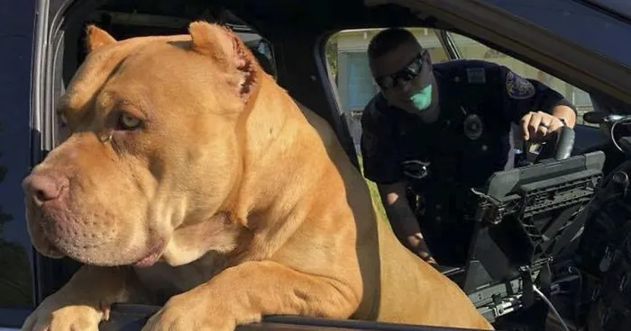 Cop Responds To A Call About A Vicious Dog, Doesn't Expect This Kind Of Attack
