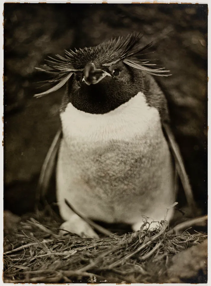 Sclater Penguin
