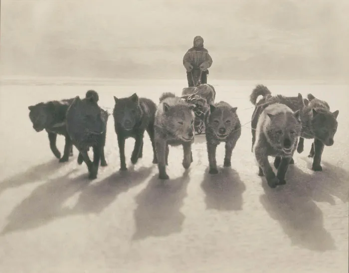 Huskies Pulling Sledge