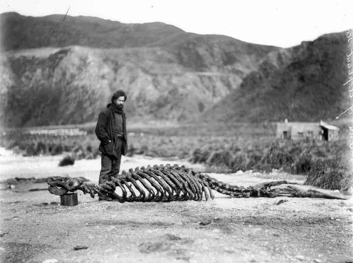 Skeleton Of Sea-Elephant & Harold Hamilton
