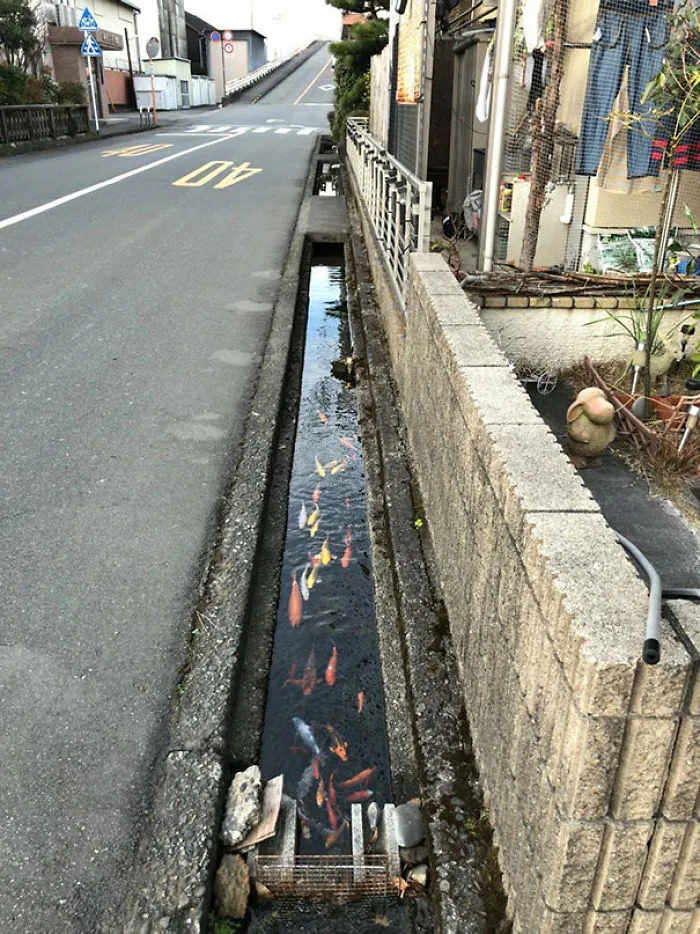 Las carpas koi pueden vivir hasta en los canales de desagüe de lo limpia que está el agua