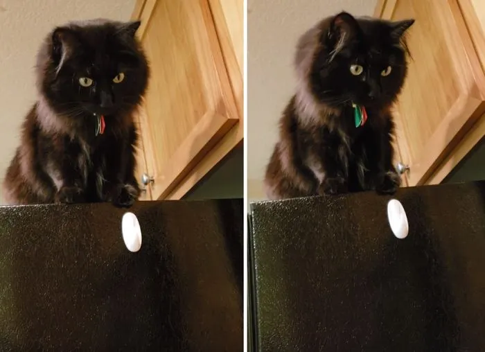 The Reaction Of This Cat To Discover That Its Prey Is A Toy Will Make You Laugh A Lot