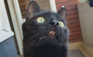People Are Laughing At The Way This Cat Reacts To Being Allowed On The Balcony For The First Time