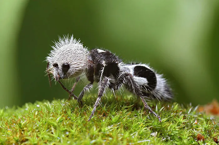 Panda Ant