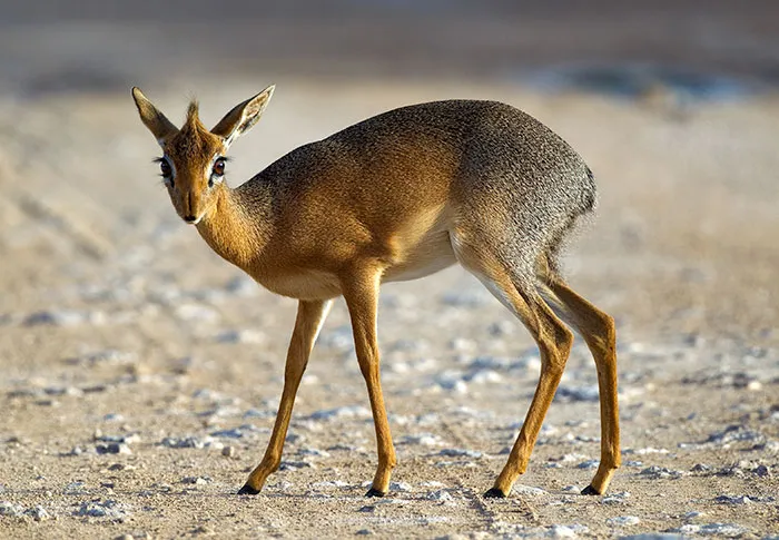 Dik-Dik