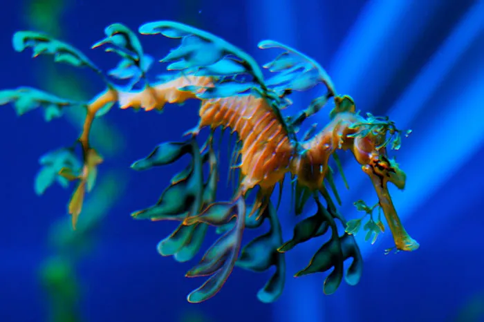 Leafy Seadragon