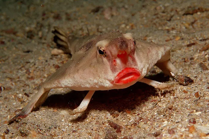 Red-Lipped Batfish