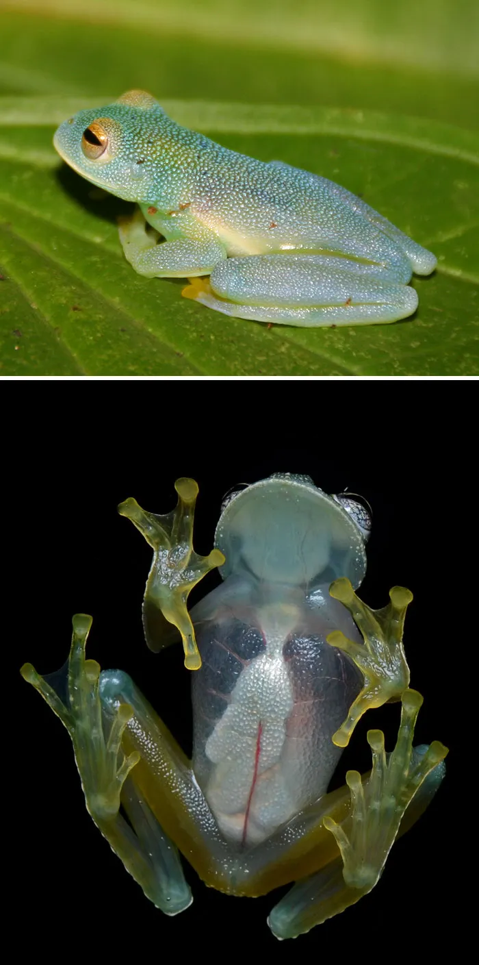 Glass Frog