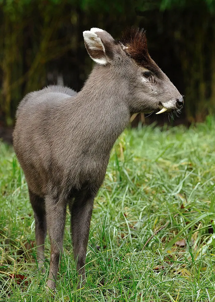 Tufted Deer