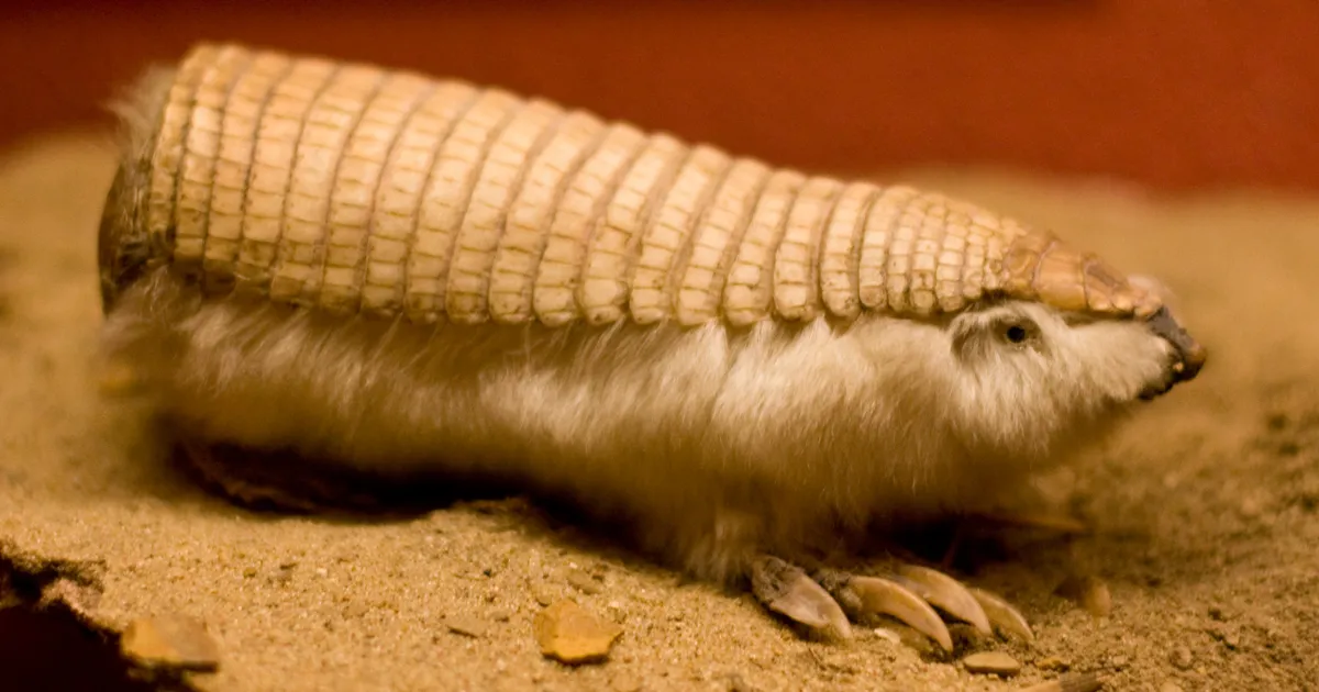 59 Unusual Animals On Earth That You Probably Don't Know Of